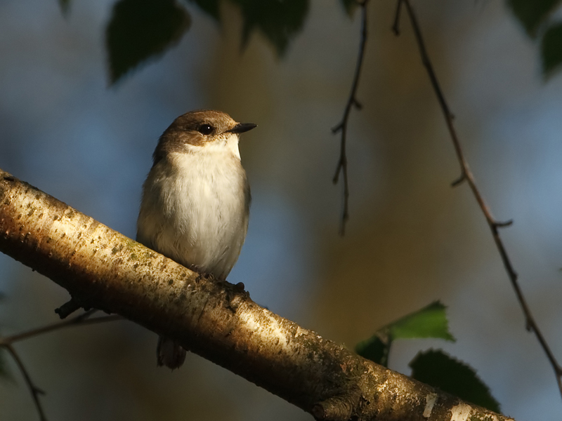 Fidecula hypoleuca Bonte Vliegenvanger Pied Flycatcher